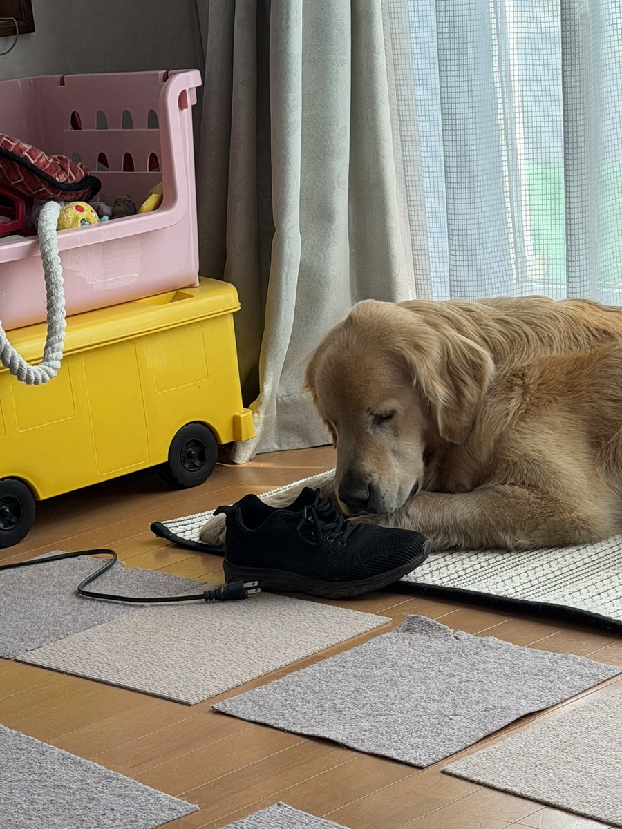 レン🐶ゴールデンレトリバー tweet media
