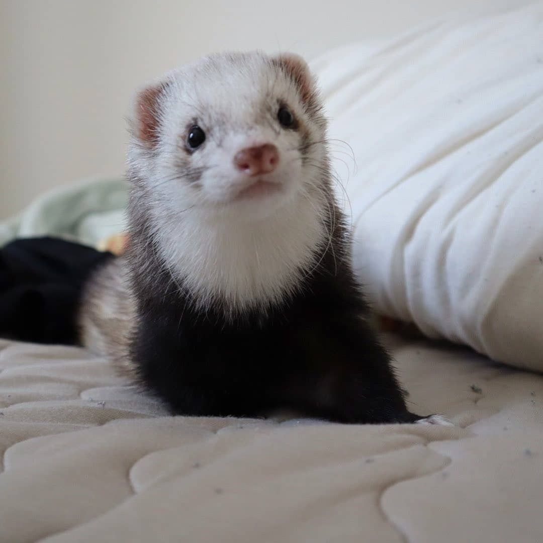 Ferret Every Hour tweet media