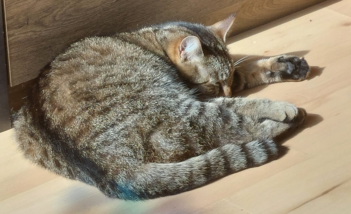 aryaBlue23's tweet photo. @amagicmantv Cats https://t.co/IaFftanxX3