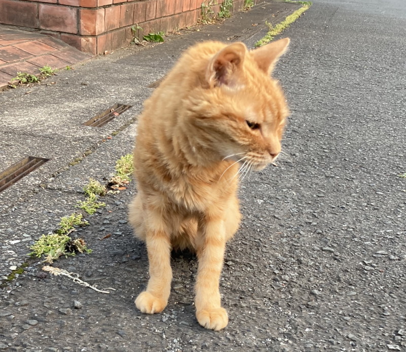 おはようございます。 道路にまで出してあげたトラちゃんですが、今日