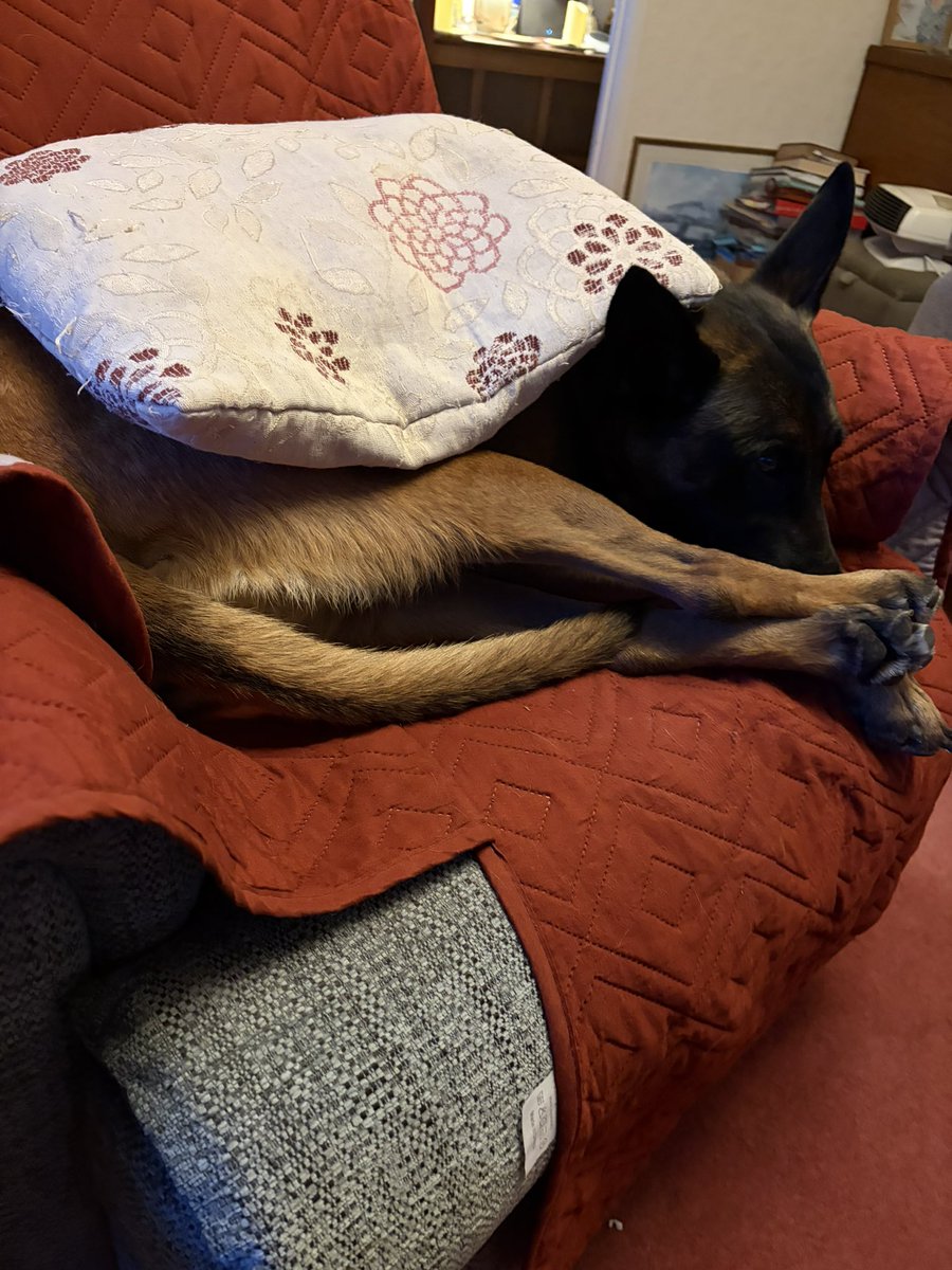 Dogswithjobs41's tweet photo. State of these 2 retired Police dogs at my mums 😂😂 https://t.co/3TMmFf6TRF
