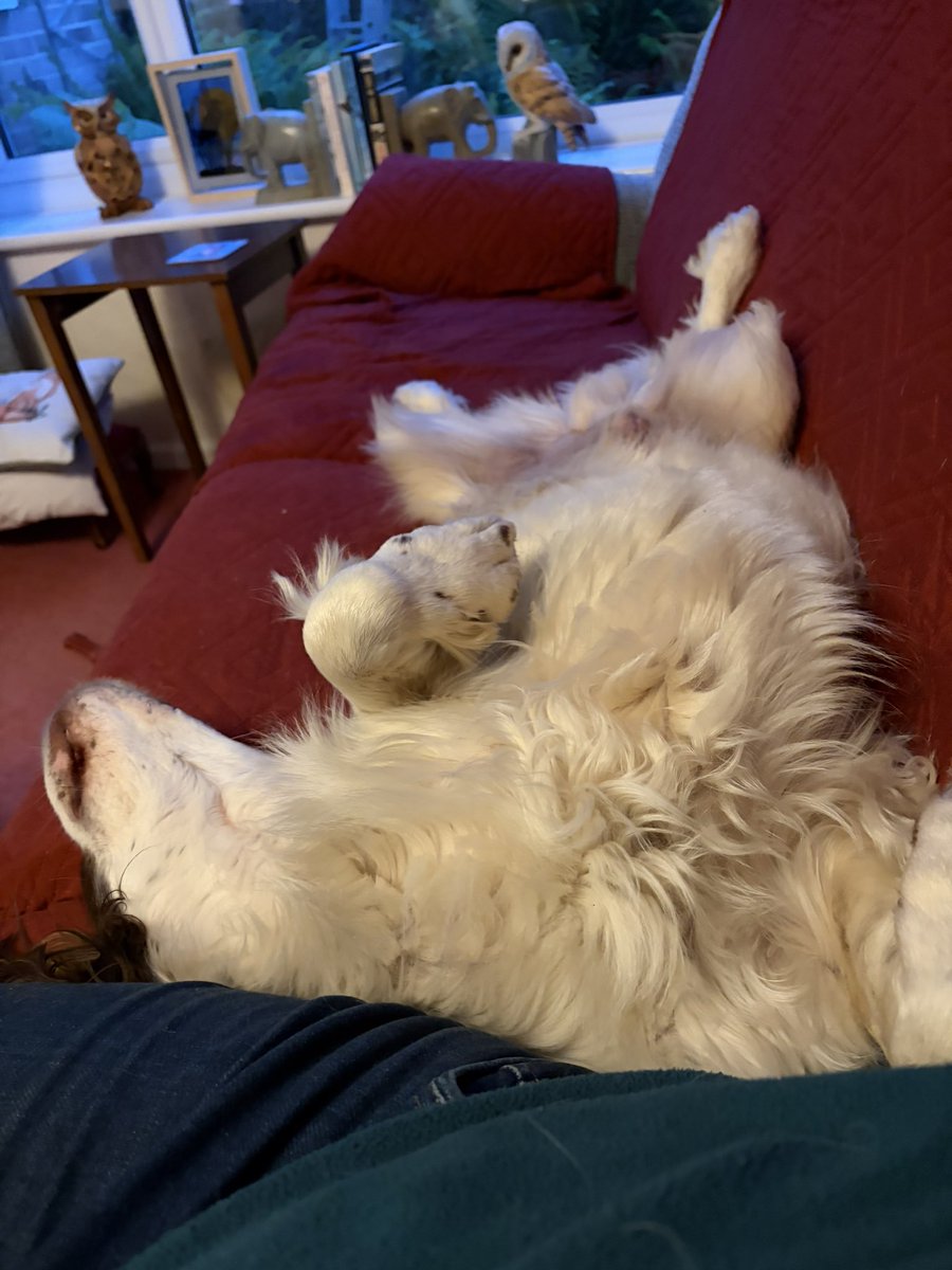 Dogswithjobs41's tweet photo. State of these 2 retired Police dogs at my mums 😂😂 https://t.co/3TMmFf6TRF