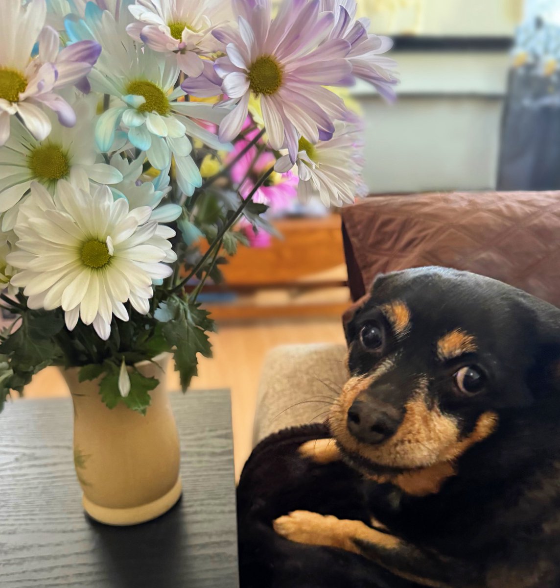 sarahanunn's tweet photo. Me: Oh Huckleberry! You can smell my Mother’s Day flowers, but you can NOT eat them!
Huckleberry: I was just going to nibble them, just a little…
Me: No nibbles either.
🌼🌺🌸
#MothersDay #RescueDog #Chipin #HooliganDog #DogsofTwitter https://t.co/8IyCCq5Tmh