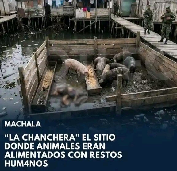 Noticias Ecuador plomo y dolor tweet media