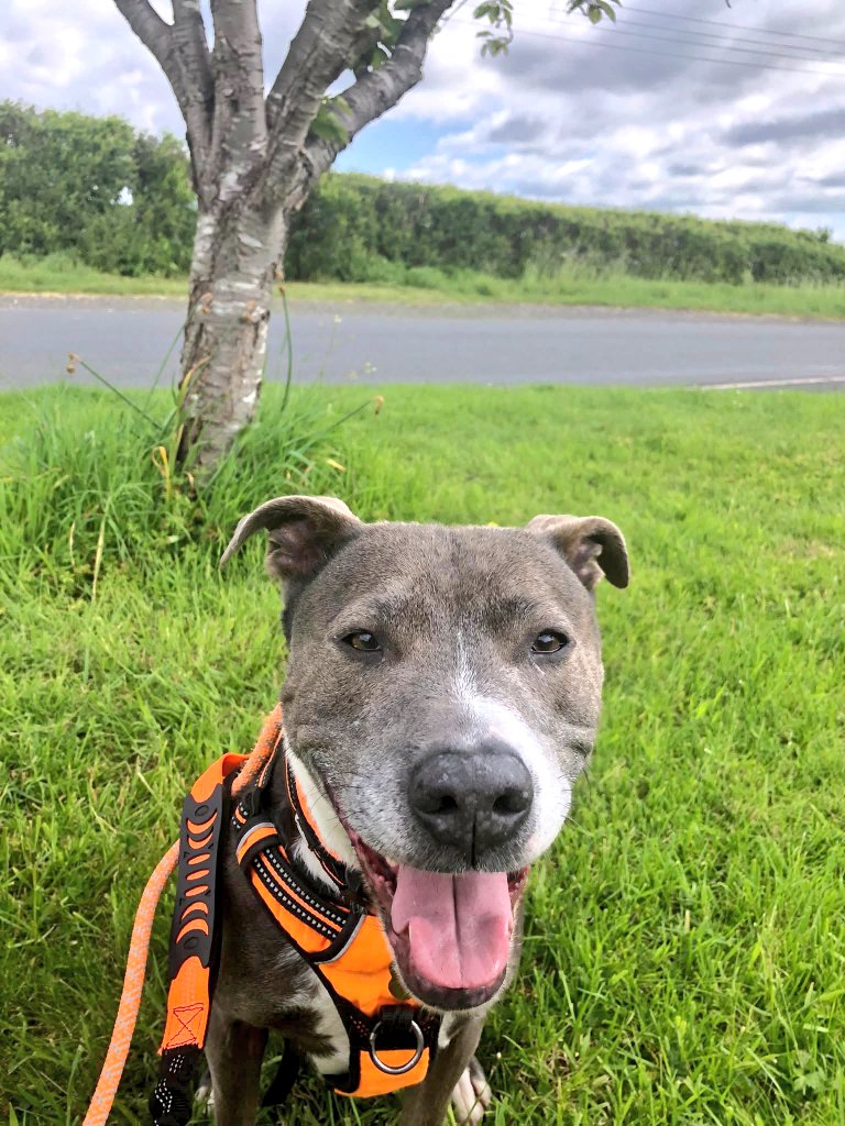 SeniorStaffy's tweet photo. Our Mr Pringles has had a lovely day today out on walkies in the sunshine before the rain came down and cover was sought in the barn 🤗
He's such a beautiful boy and in great condition too.
Once fully assessed he will be off to the vets to be medically assessed. Such a good boy! https://t.co/m57Hv9JyF8