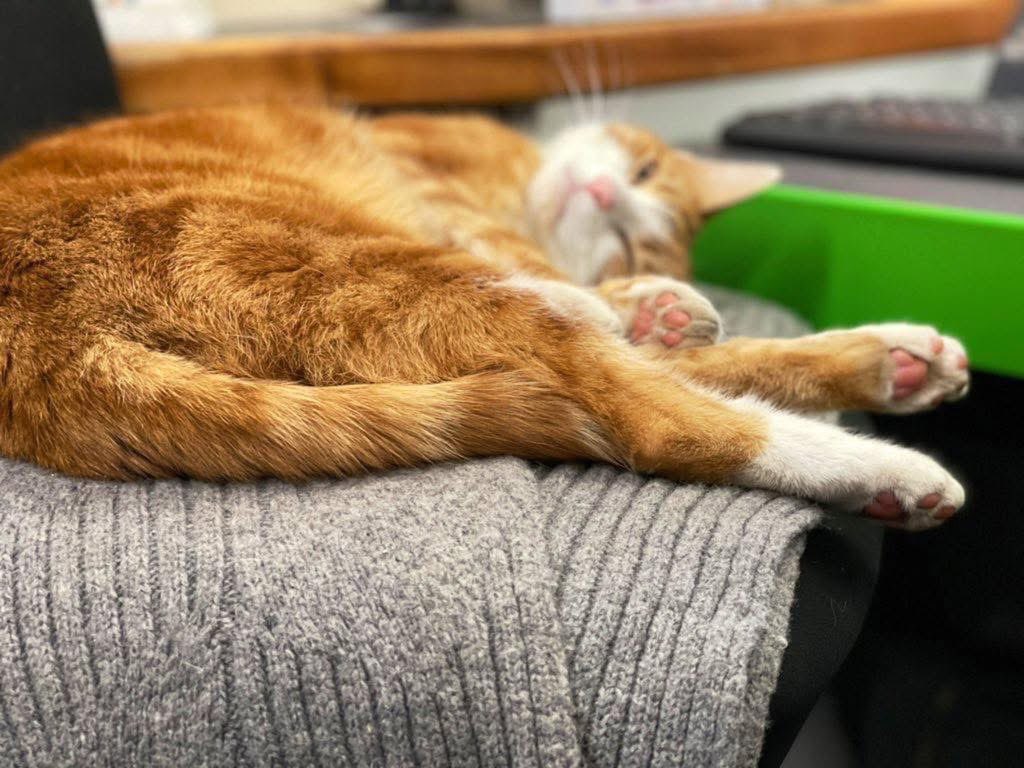 George The Stourbridge Junction Station Cat tweet media