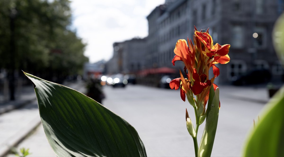 StockmoreImages's tweet photo. The Delight of Morning Light

A quiet city street.
One flower catching the sun.
Traffic fading into blur behind it.

Sometimes the strongest photographs come from moments most people never stop to notice.

There’s more to life with Stockmore.

#StreetPhotography #UrbanNature #AuthenticPhotography #CityLight #VisualStorytelling #Stockmore #StockmoreImages