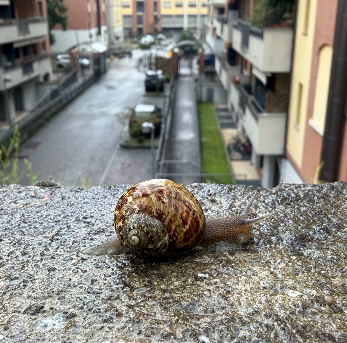 Giuseppe Zangari tweet media