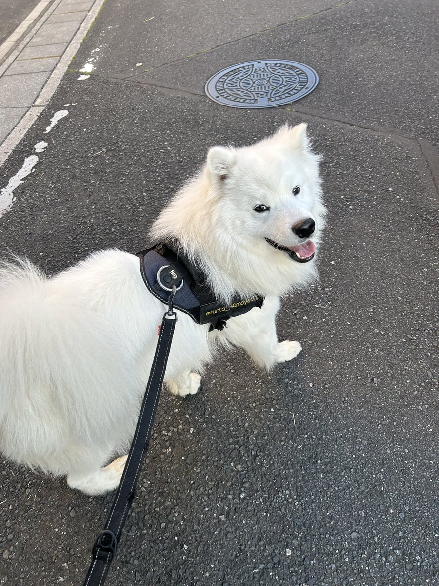 るんた|サモエドの日常 tweet media