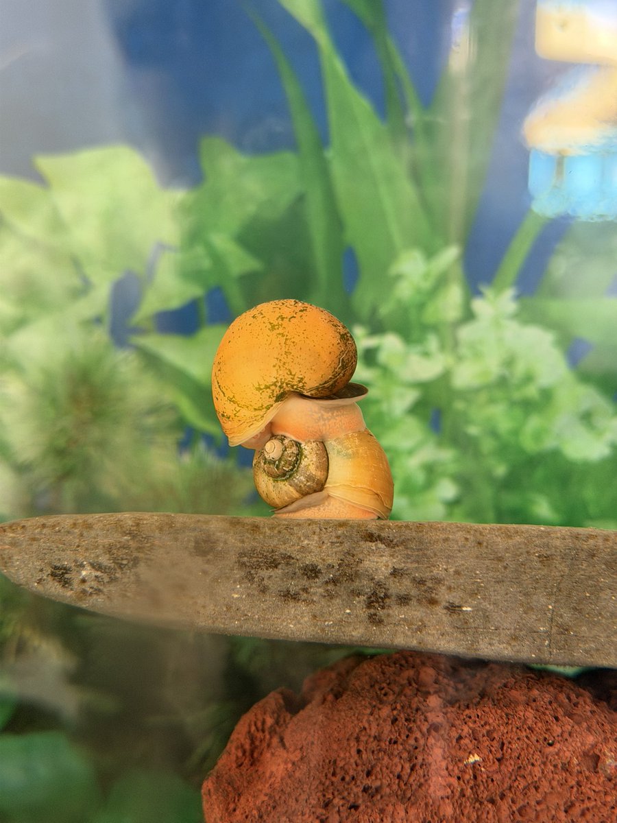 Sebasado7's tweet photo. Quisiera ser un caracol en mi pecera que busca el rayo del sol en una piedra,  o deseo de ver un mundo al que no pertenece https://t.co/RovuJhRn3N