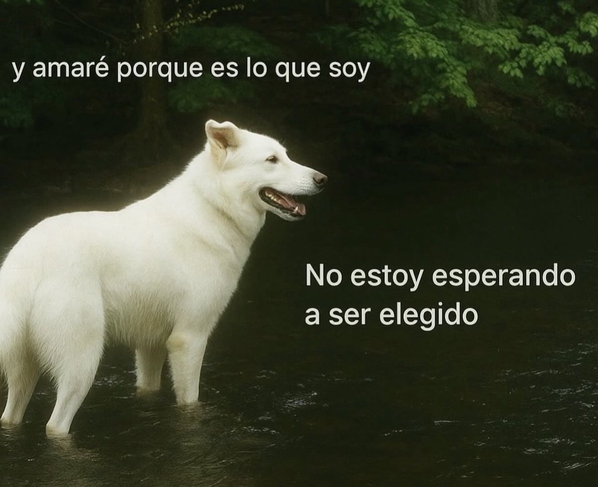 Dilo con perritos tweet media