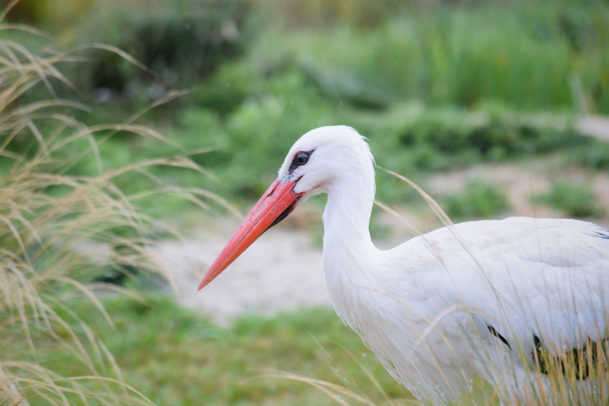 summers458's tweet photo. White Stork

Shot with Nikon D5300
#TCCAnimals #Photography #Nikon #HawkConservancyTrust https://t.co/1TcEOXTERi