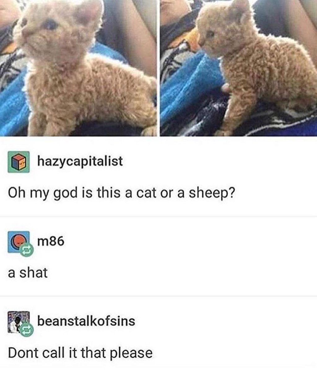 Punch Cat tweet media