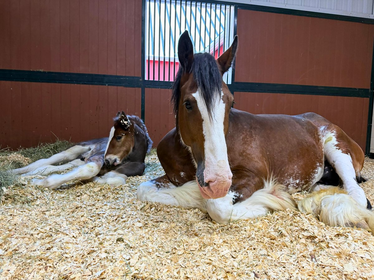 Warm Springs Ranch tweet media