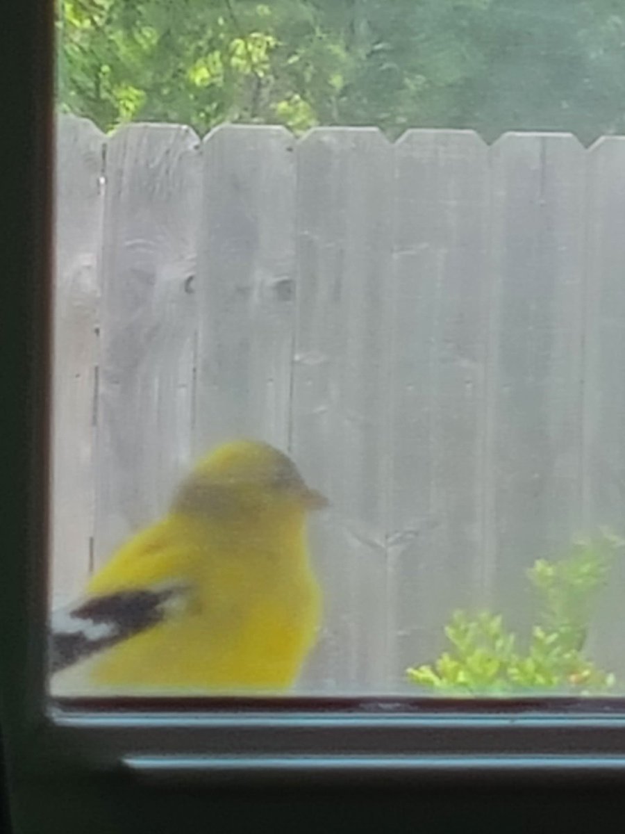 ubepandesol's tweet photo. what kind of bird is this?
i love her but she flew away before i could take better pictures :( as birds do https://t.co/EphxG0pgYZ