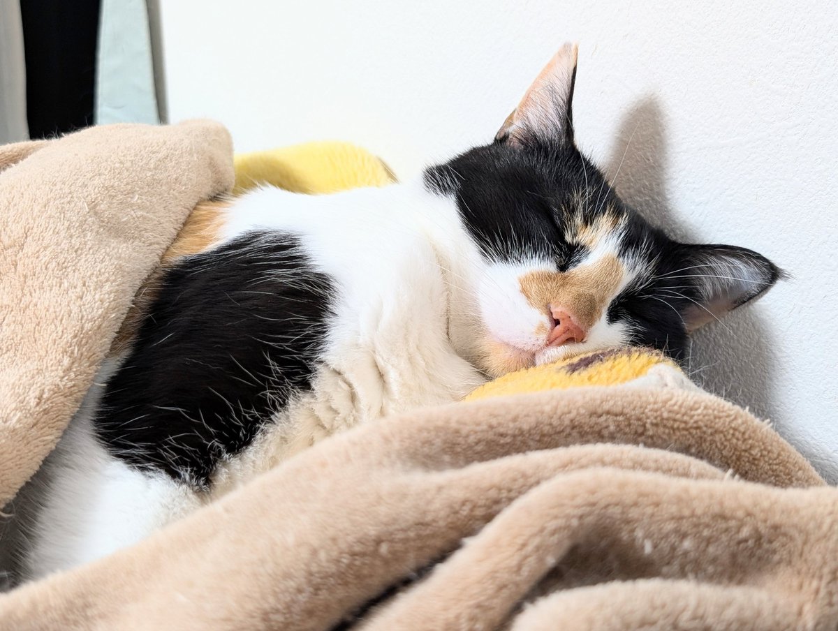 んぅ…ねむねむにゃんこなのだ(´-ωก` ) ↑すみません，これが本当のねむ