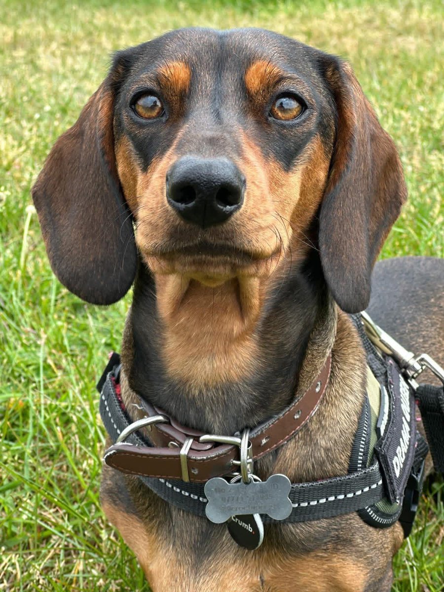 millypod1's tweet photo. PEBBLES HOME SAFE. THANKS FOR RT's 😊🐕🐾

🆘15 MAY 2026 #Lost Pebbles #ScanMe
Dachshund Female #SausageArmy
Swaythling Train Station #SO18 
Supposedly spotted on monks way after moving from the train station #Southampton #Hampshire
https://t.co/ciwS2KhIgn https://t.co/rDYB57wFox