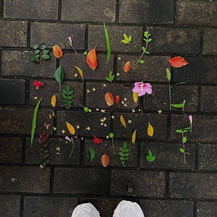 lunecrumbss's tweet photo. fallen leaves 🍃 🍂 https://t.co/cvoFx5XMu0