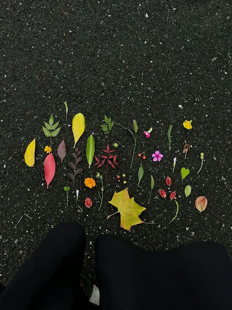 lunecrumbss's tweet photo. fallen leaves 🍃 🍂 https://t.co/cvoFx5XMu0