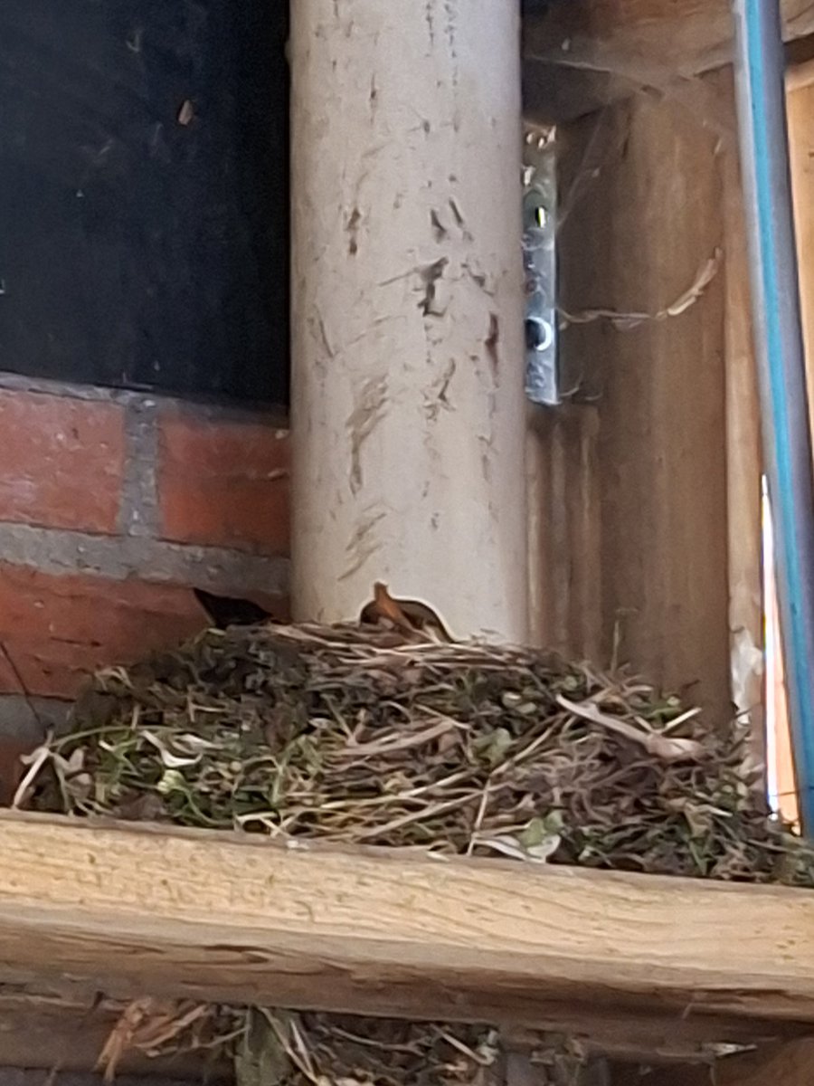 SweetChannie's tweet photo. @vester71 Gezinsuitbreiding in de schuur. 4 piep jonge merels inmiddels in het nest https://t.co/5eAZl3eYha