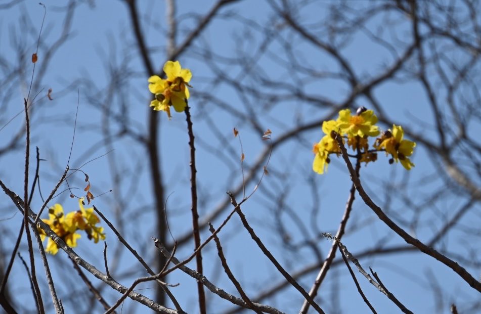BiotechSanjeet's tweet photo. Cochlospermum religiosum
Aroma of Forest
Sunabeda Wildlife Division, Odisha
#Sunabeda #Wildlife #Odisha https://t.co/tONL60pGkF