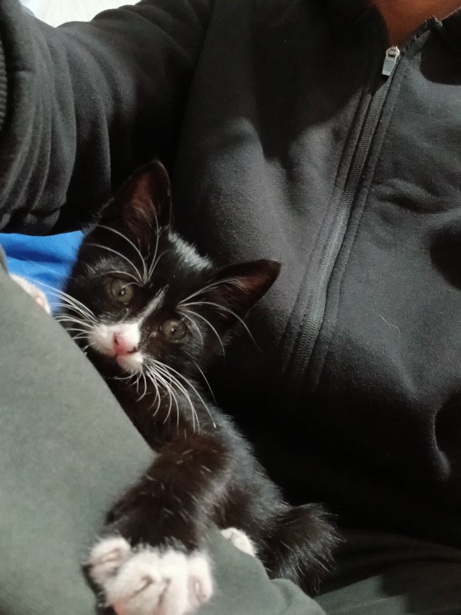 Cat lover tweet media