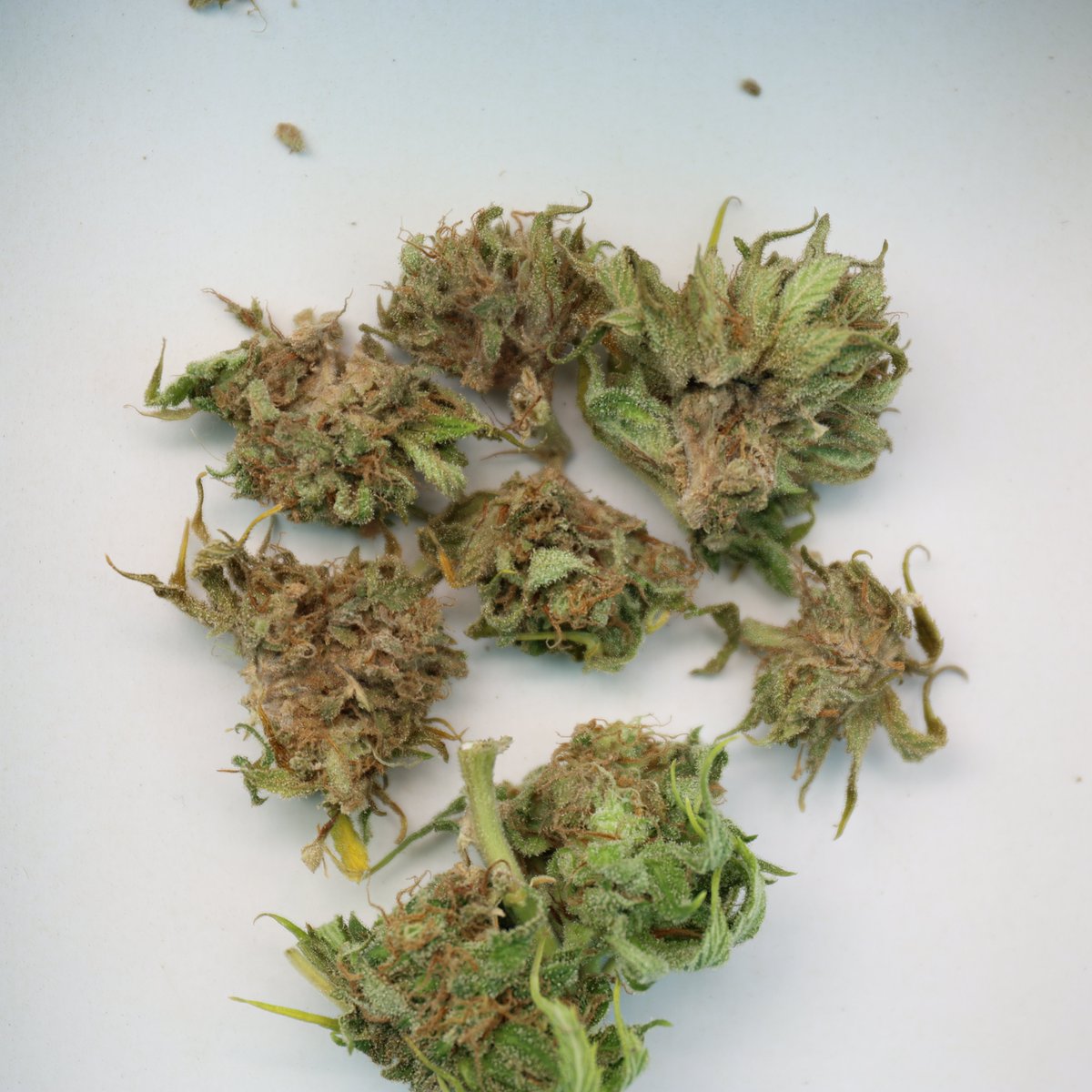 House of Weed tweet media