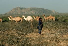 SasmoSom's tweet photo. People in agropastoral livelihoods in #Burhakaba district of Bay region #SWS face the risk of famine if rainfall fails, food prices spike &amp;  humanitarian assistance not scaled up. @SasmoSom urges humanitarian actors to scale up their #inclusive life-saving responses.
@GConway_UN https://t.co/8nzcHxNQW7