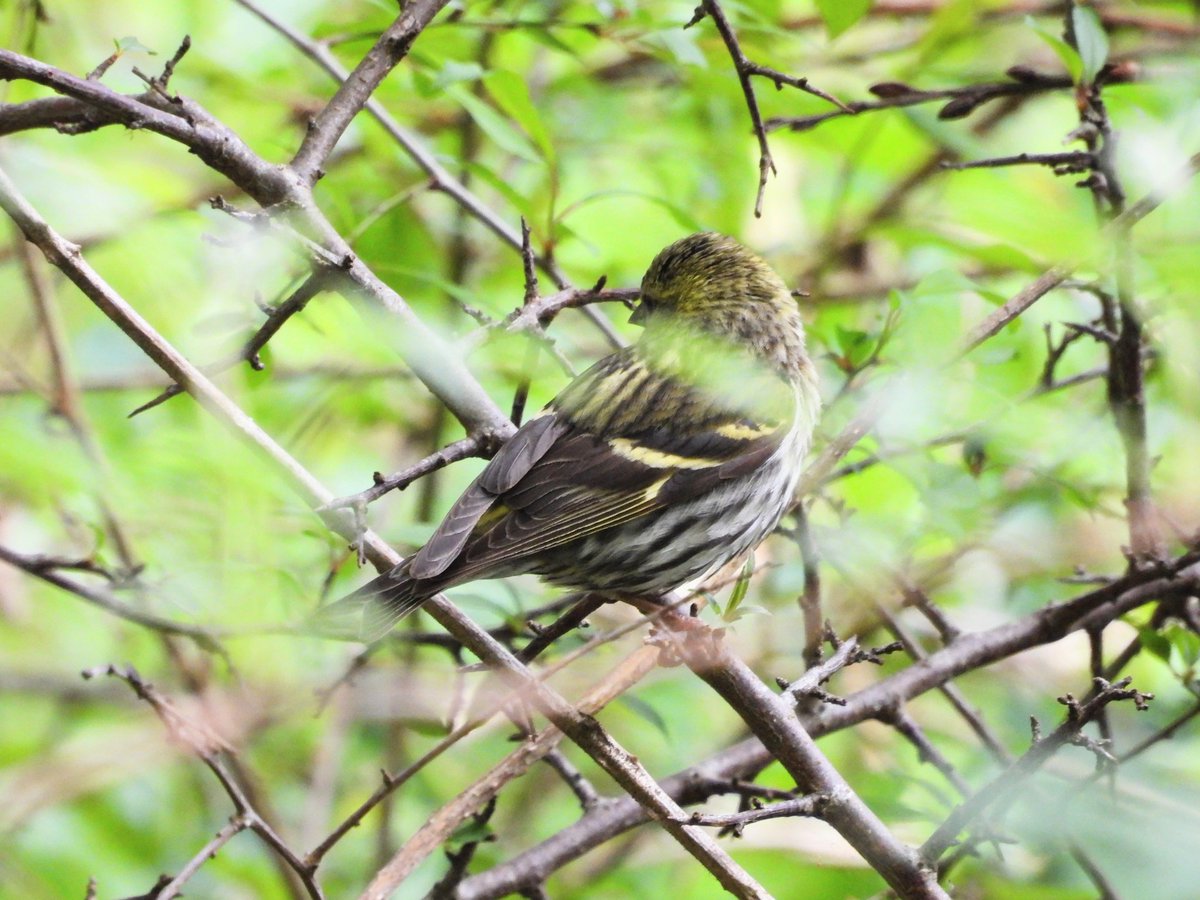 willowarbles's tweet photo. RSPB Loch Lomond https://t.co/WUTgHTbDhL