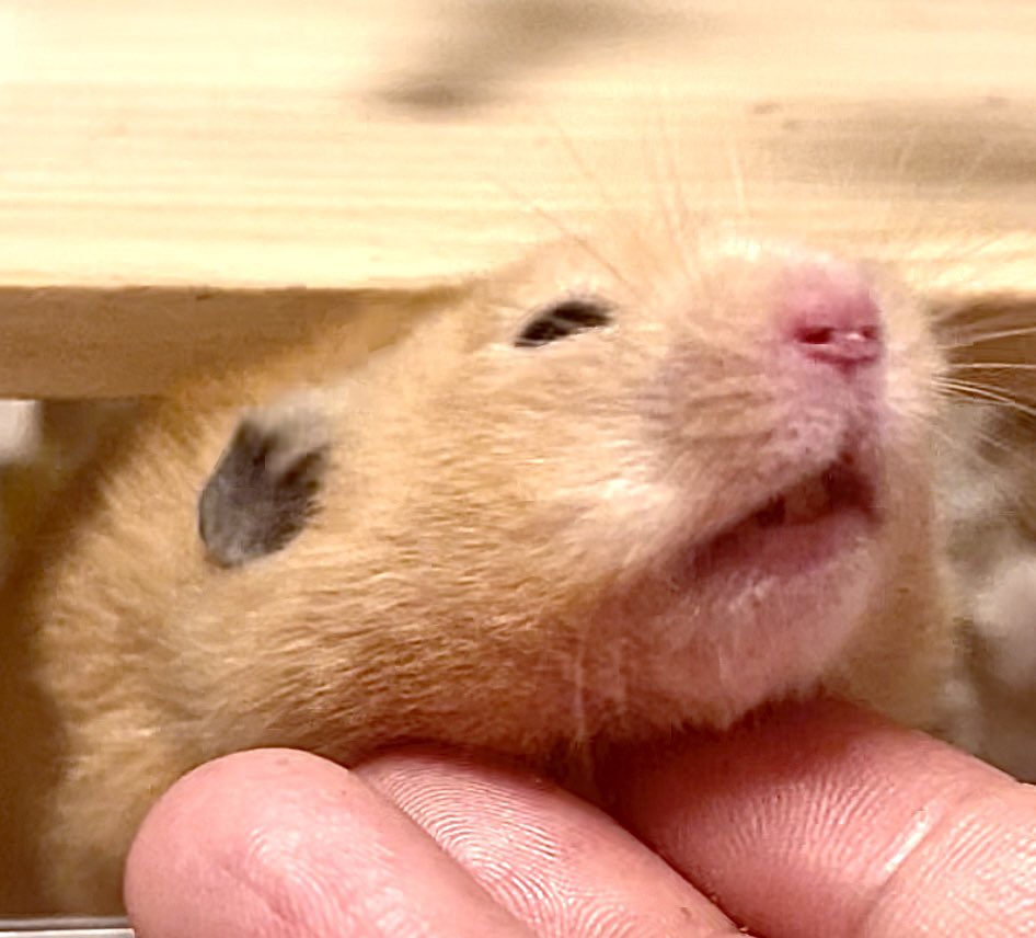 まるとむぎの日常🐹 tweet media
