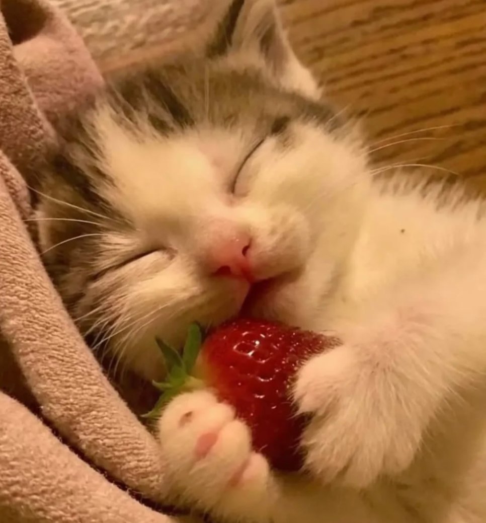 Cat 🐈 tweet media