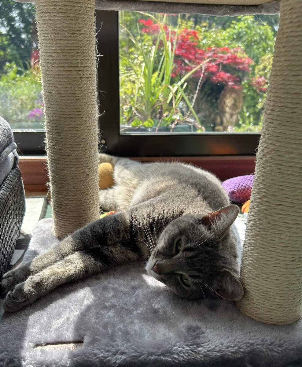 MrsOblivious's tweet photo. Happy #Caterday!  #CatsOfTwitter #CatsOfX #DinoJoeyMuzz #TheCatPack https://t.co/iJjooKln6F