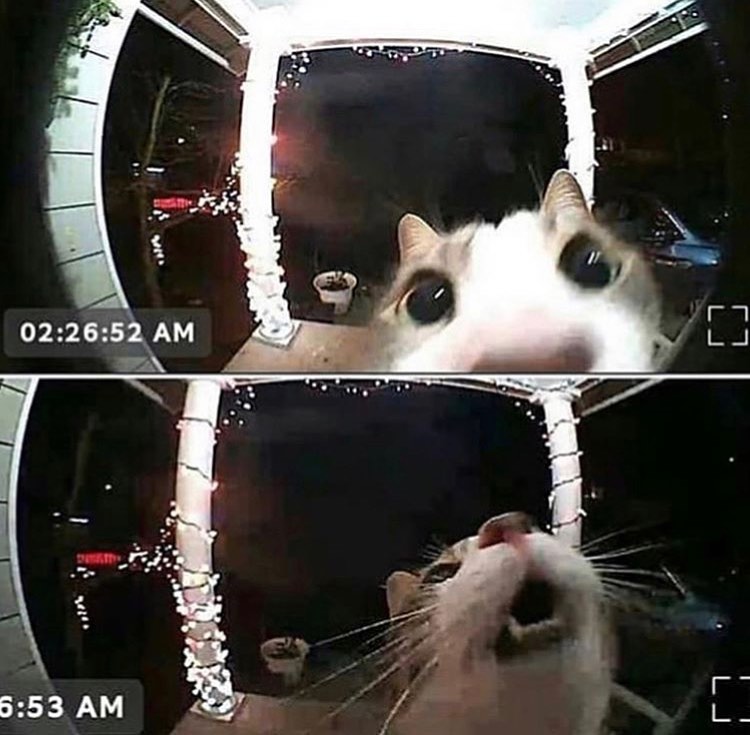 Punch Cat tweet media