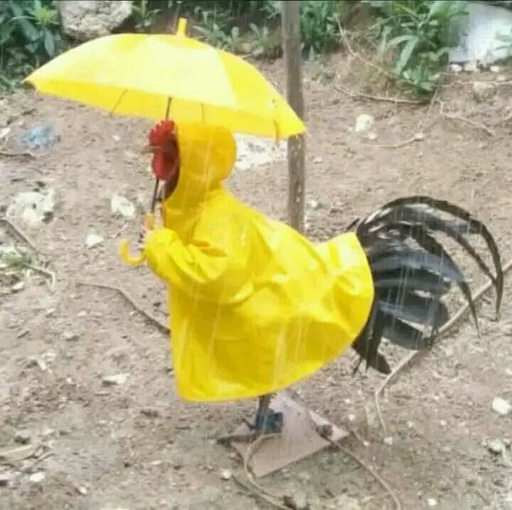ฮทร (ไก่เหลือง) tweet media