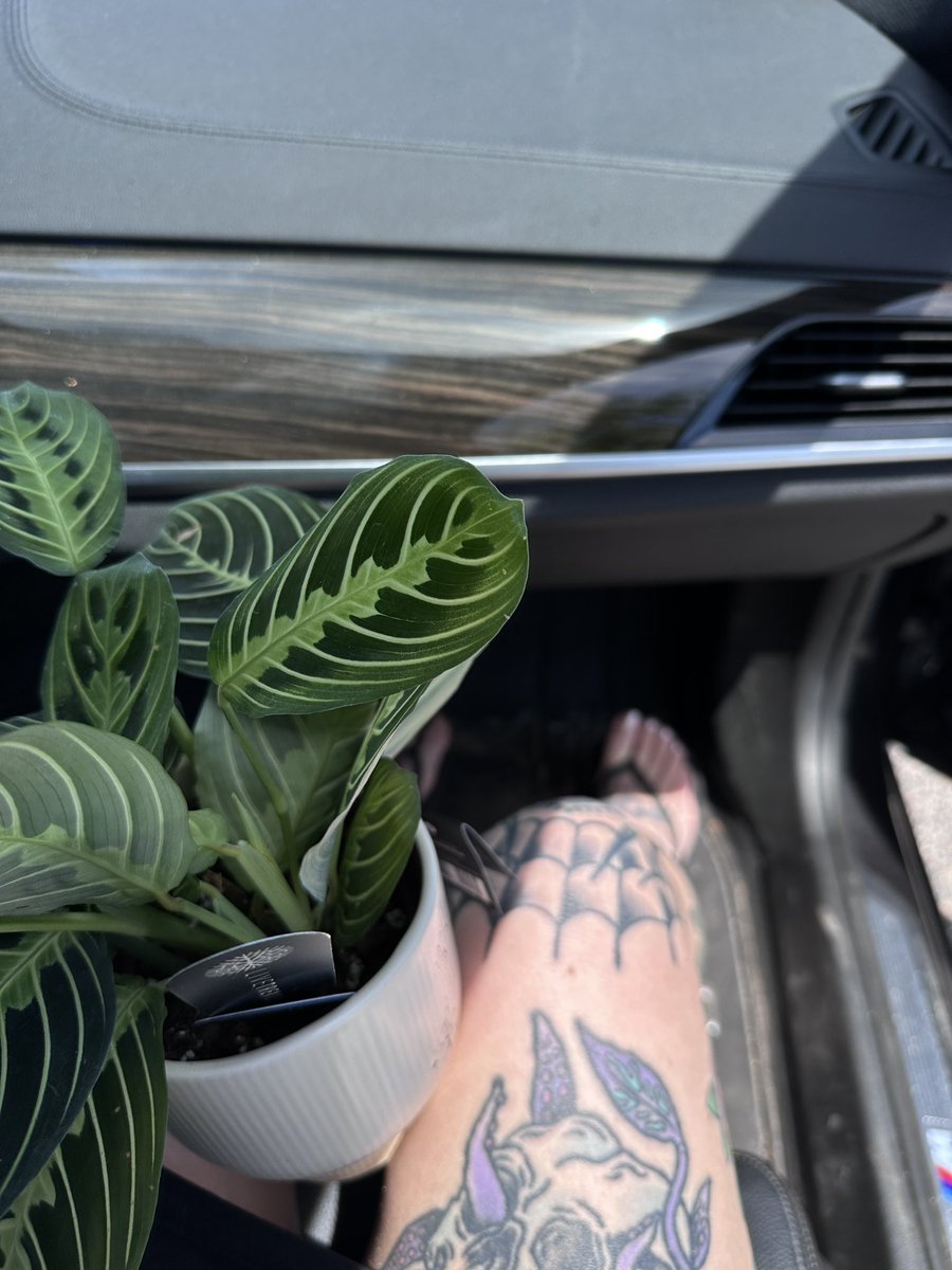 minervasmoney's tweet photo. Do you like my new plant?? Or did you miss it trying to zoom in to see my perfect toes?! 

Now pay for the plant. 

Findom footsub footdom https://t.co/CwTqFnWsmh