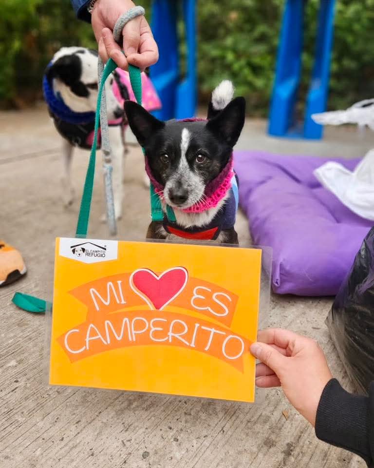 El Campito Refugio tweet media