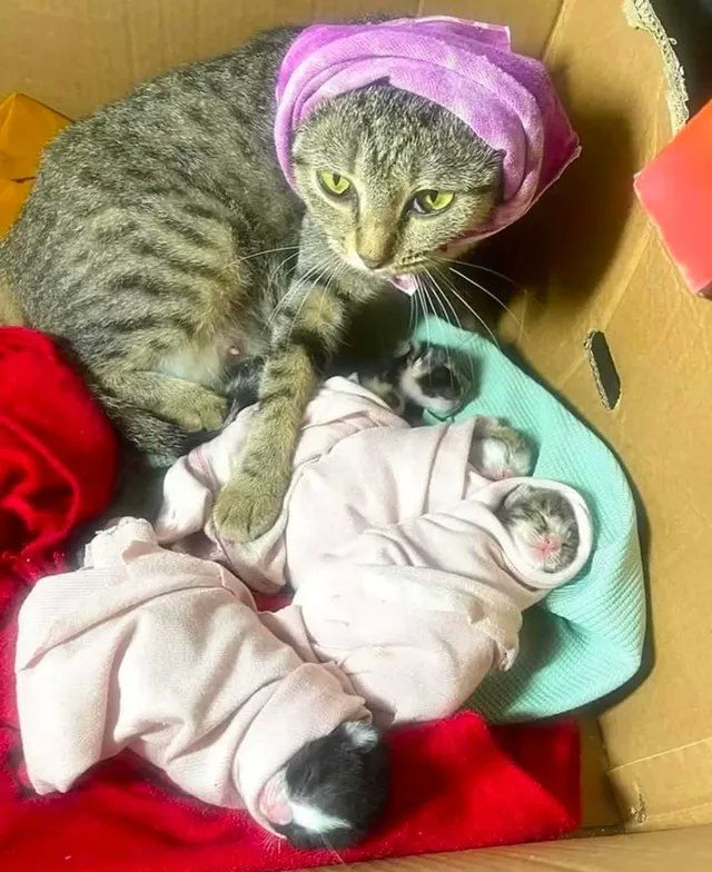 ThePetsX's tweet photo. Being a mother is not an easy task https://t.co/Oz8mgQzQfI