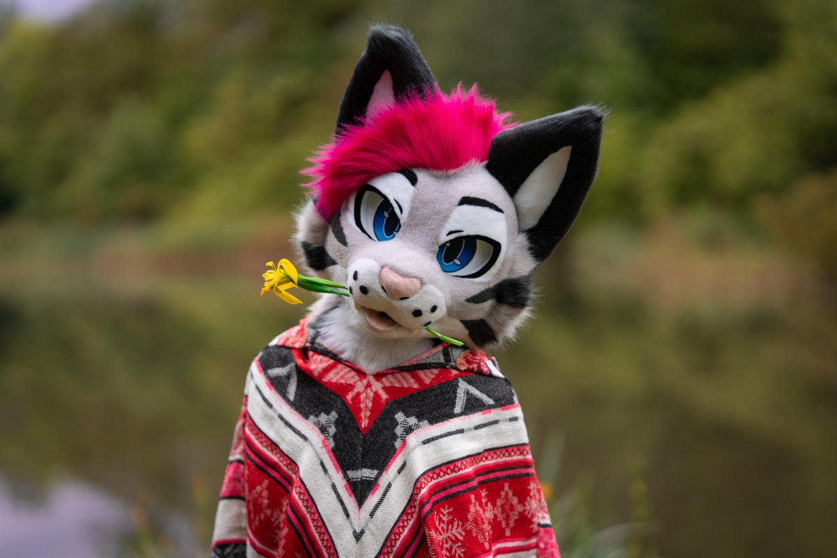 Soju cat ➔ CFZ, Awoostria tweet media