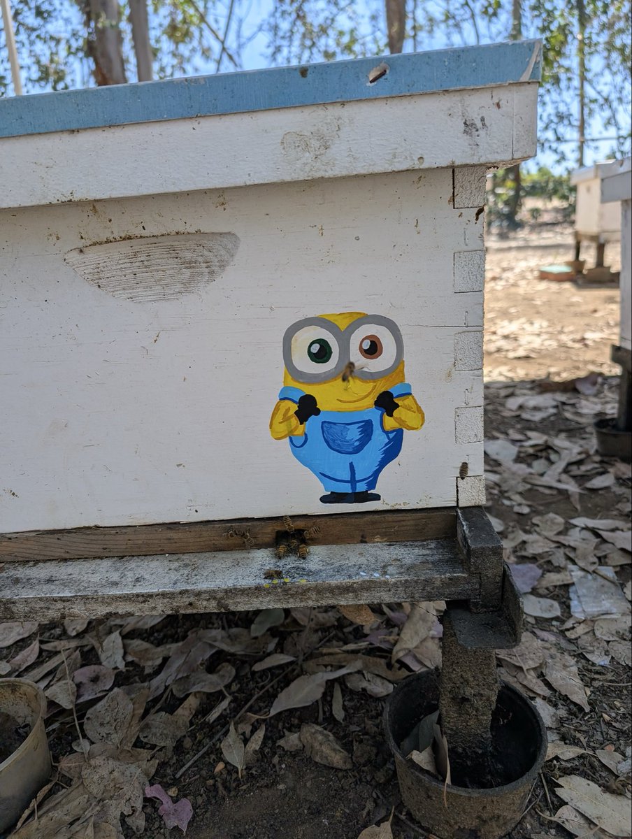ciber_bee's tweet photo. Why are our hives painted with Pokemon, minions, and Squidward you may ask? 

Although this seems like a mere little art project on the surface, there’s a scientific reasoning behind why Owen, Amber, and Nicole spent hours putting their artistic minds to work. https://t.co/QPjxhyvKg4