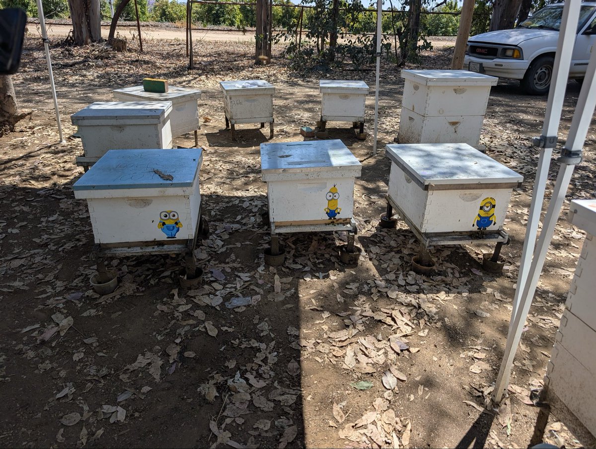 ciber_bee's tweet photo. Why are our hives painted with Pokemon, minions, and Squidward you may ask? 

Although this seems like a mere little art project on the surface, there’s a scientific reasoning behind why Owen, Amber, and Nicole spent hours putting their artistic minds to work. https://t.co/QPjxhyvKg4