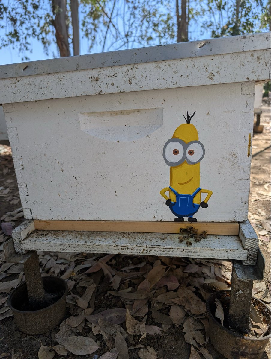 ciber_bee's tweet photo. Why are our hives painted with Pokemon, minions, and Squidward you may ask? 

Although this seems like a mere little art project on the surface, there’s a scientific reasoning behind why Owen, Amber, and Nicole spent hours putting their artistic minds to work. https://t.co/QPjxhyvKg4