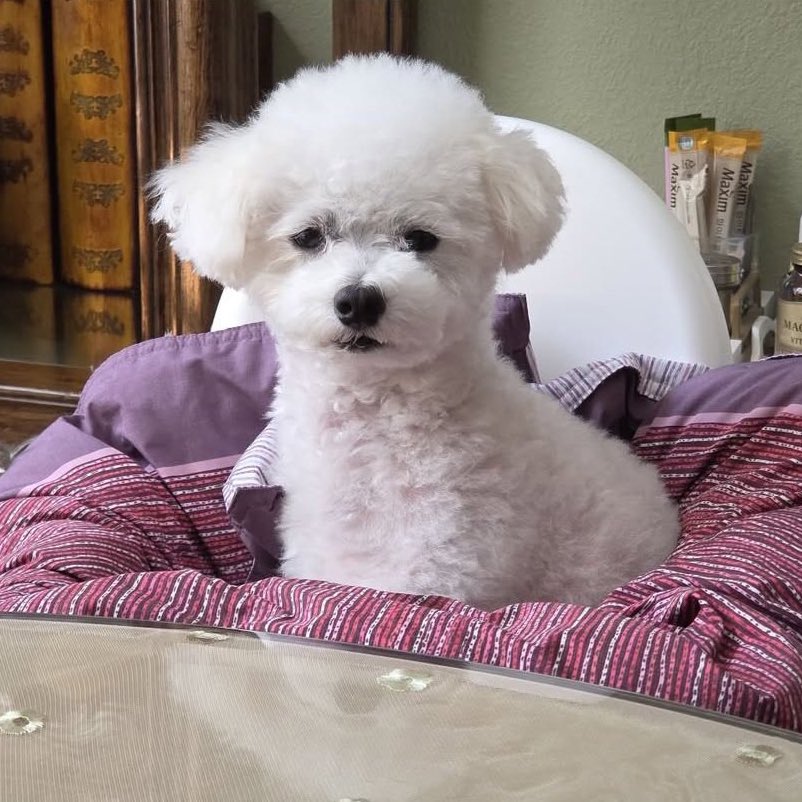 조제 tweet media
