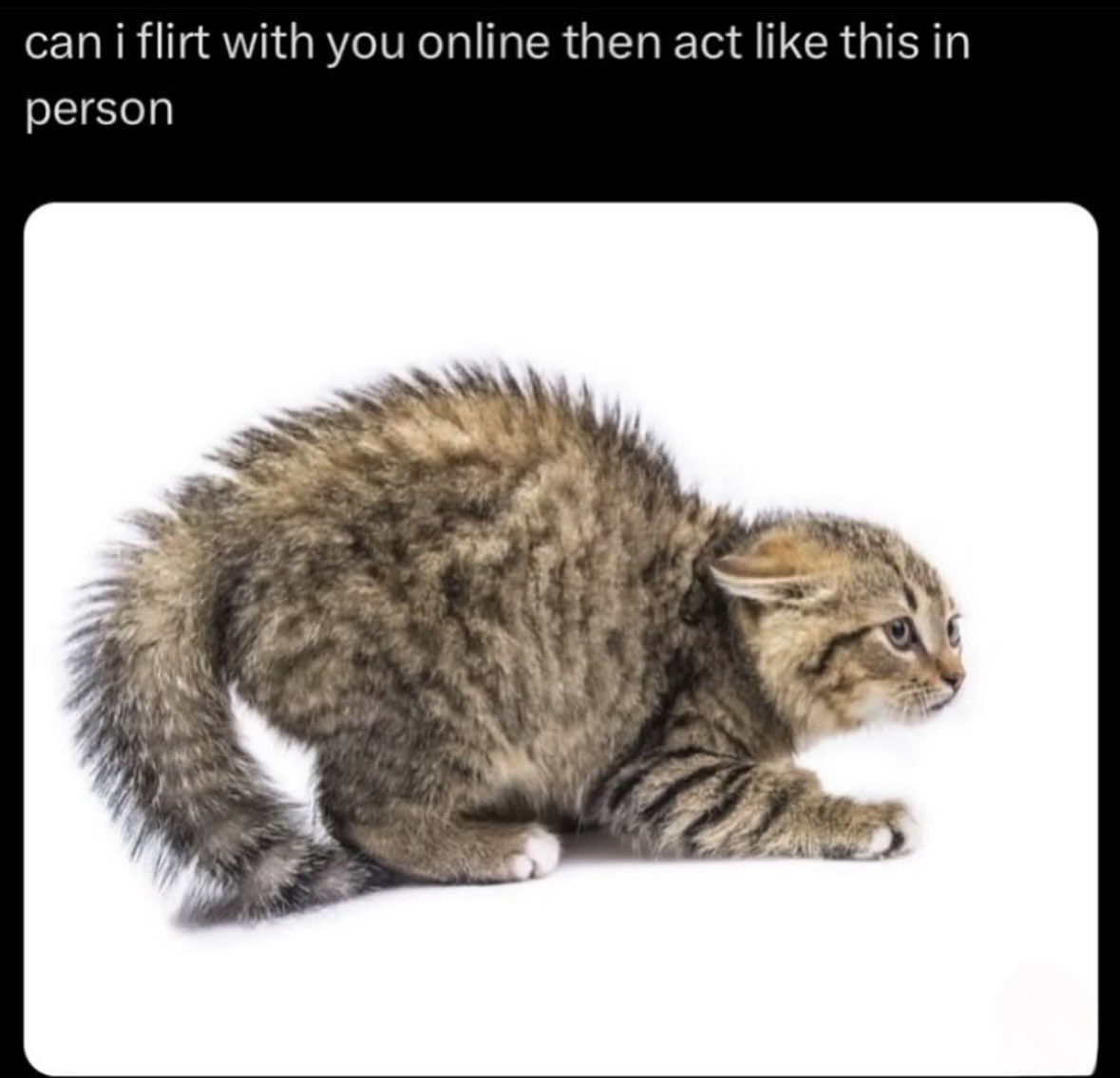 LiterallyMeCats tweet media