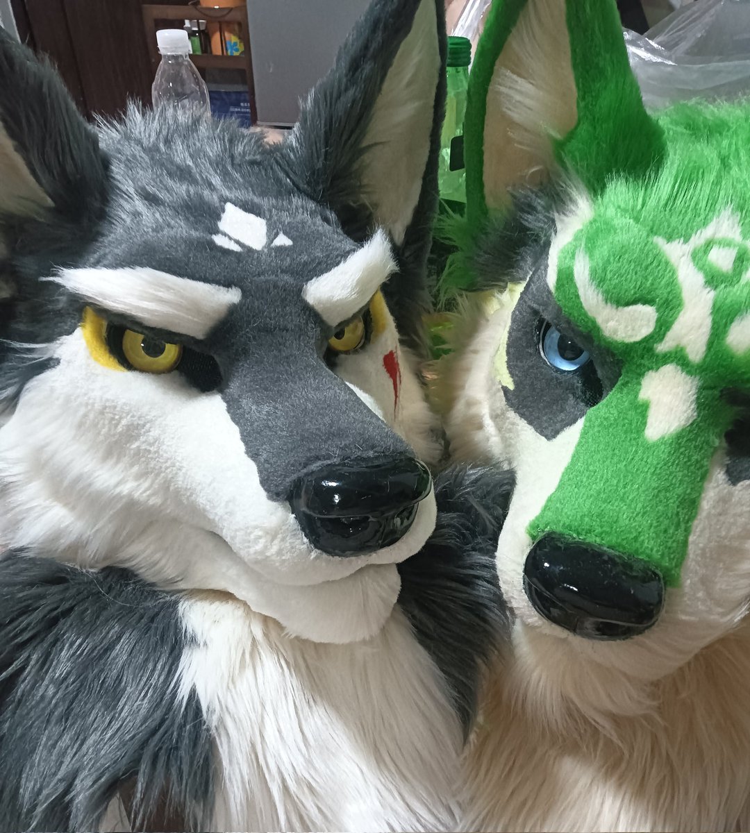 qijing260570760's tweet photo. The grooming part before coloring is very pleasant.#furry #fursuit #fursuitmaker #fursuiter #fursuitforsale #fursuiting https://t.co/CZiFWQ3qou