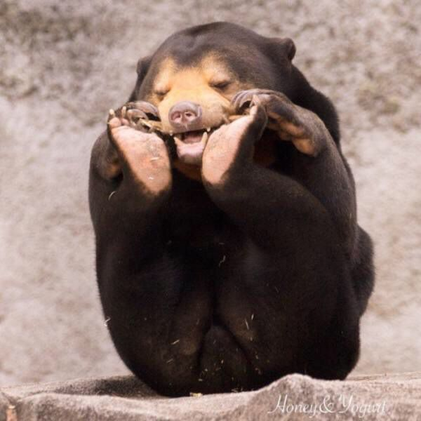 BearyDales tweet media