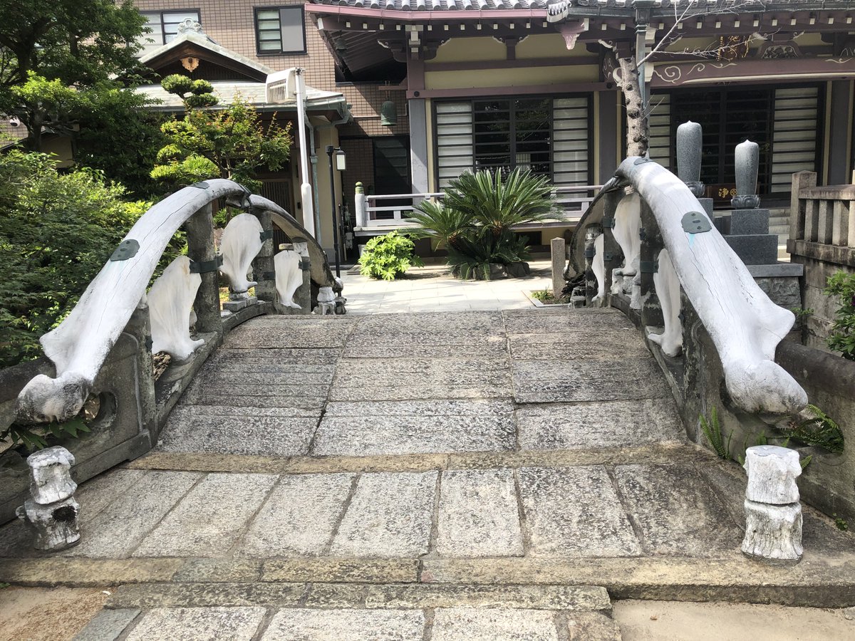 北瀬みくじ🐳⛩鯨類学VTuber tweet media