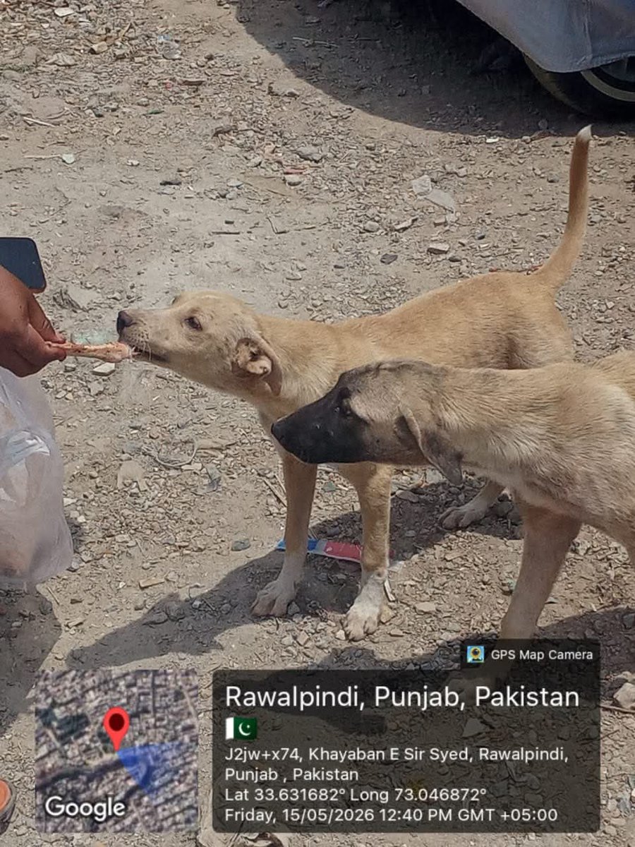hinamaqbool88's tweet photo. Imagine getting a glimpse of food after God knows how long.. only to pay the price with your life..
If they were a threat, they wouldn't be politely eating food from your hands 💔
#StopDogCullinginPunjab 
#StopDogCullingPakistan https://t.co/dWJX36pISz
