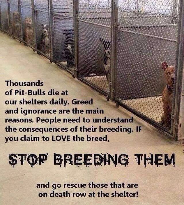 Pit Bulls Against Discrimination tweet media