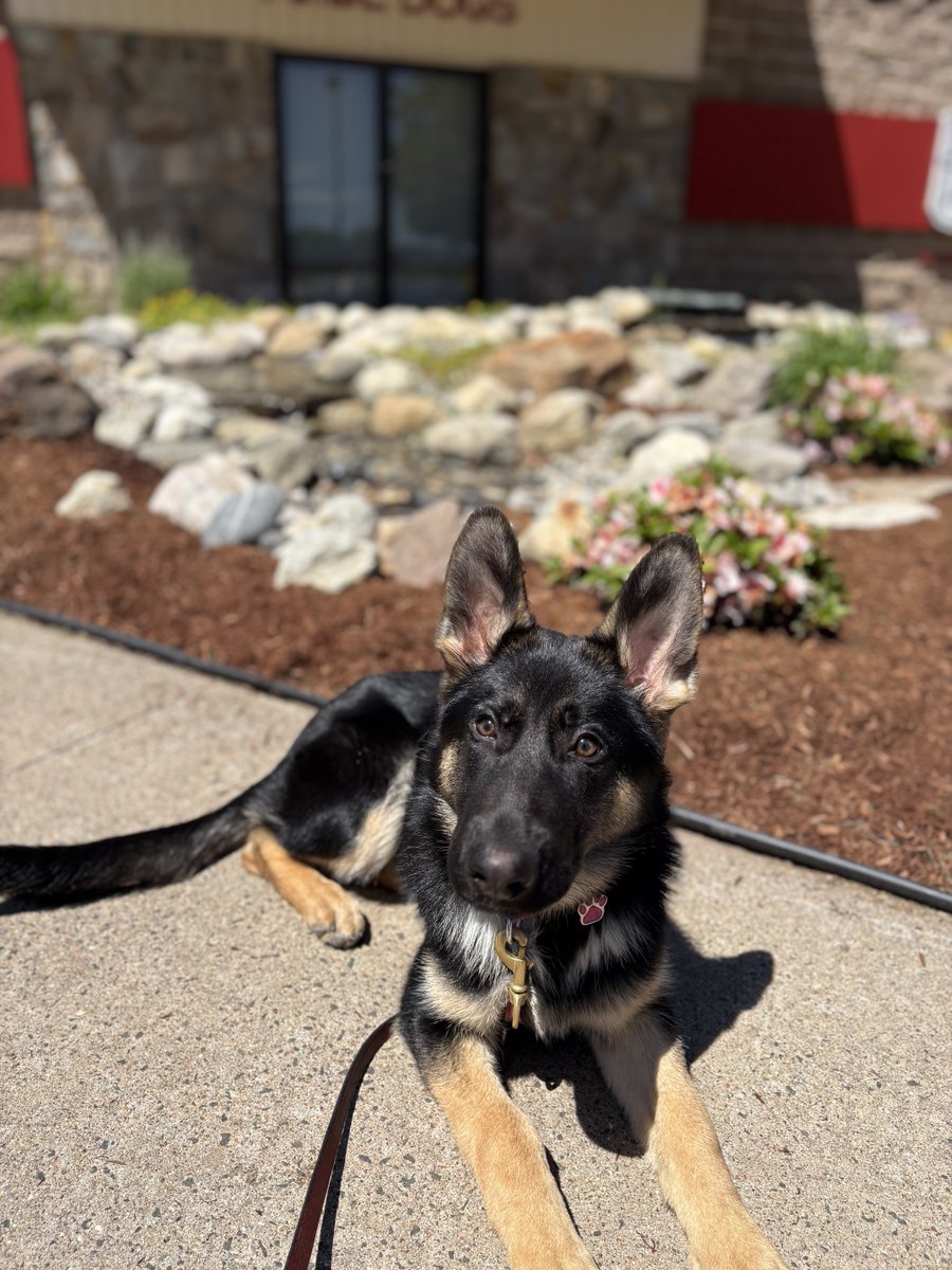 fidelco's tweet photo. "Maisie" is soaking in the sunshine!!☀️

PD: B&amp;T GSD lying down on sidewalk with flowers and water fountain in the back. https://t.co/8dReHpGtnU