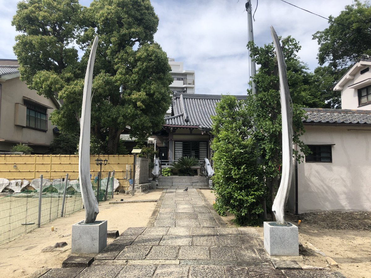 北瀬みくじ🐳⛩鯨類学VTuber tweet media